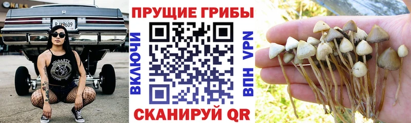 где можно купить наркотик Алагир Псилоцибиновые грибы MAGIC MUSHROOMS